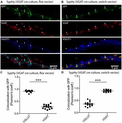 Differential pH Dynamics in Synaptic Vesicles From Intact Glutamatergic and GABAergic Synapses